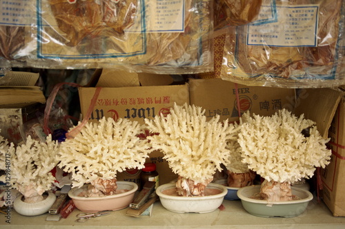 Coral plants for sale, Gulangyu Island, China photo