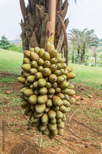 Cohune Palm or Orbignya Cohune at Botany Park photo