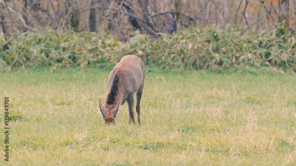 Hokkaido Sika Deer,in Kushiro,Hokkaido,Japan,Filmed in 4K Hokkaido Sika Deer,in Kushiro,Hokkaido,Japan,Filmed in 4K