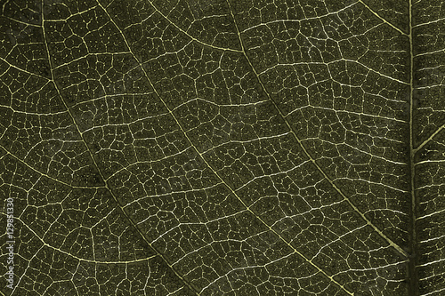 Leaf texture or leaf background for design with copy space for text or image. Leaf motifs that occurs natural. Color effect