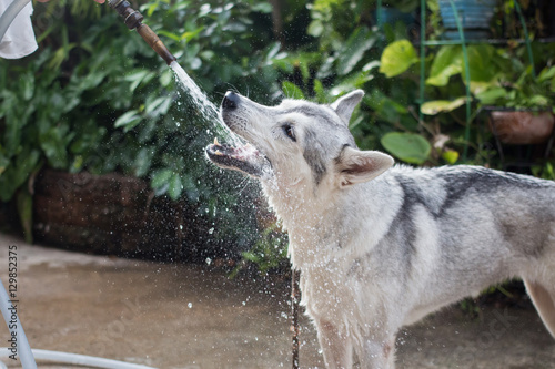 Siberian husky drinking water from a hose
