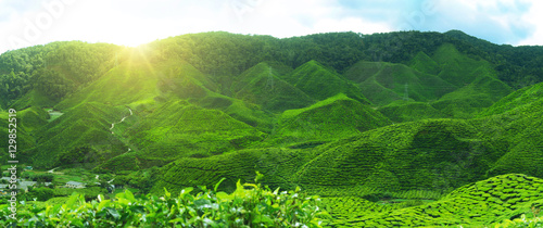 Photos Tea plantation in early morning.