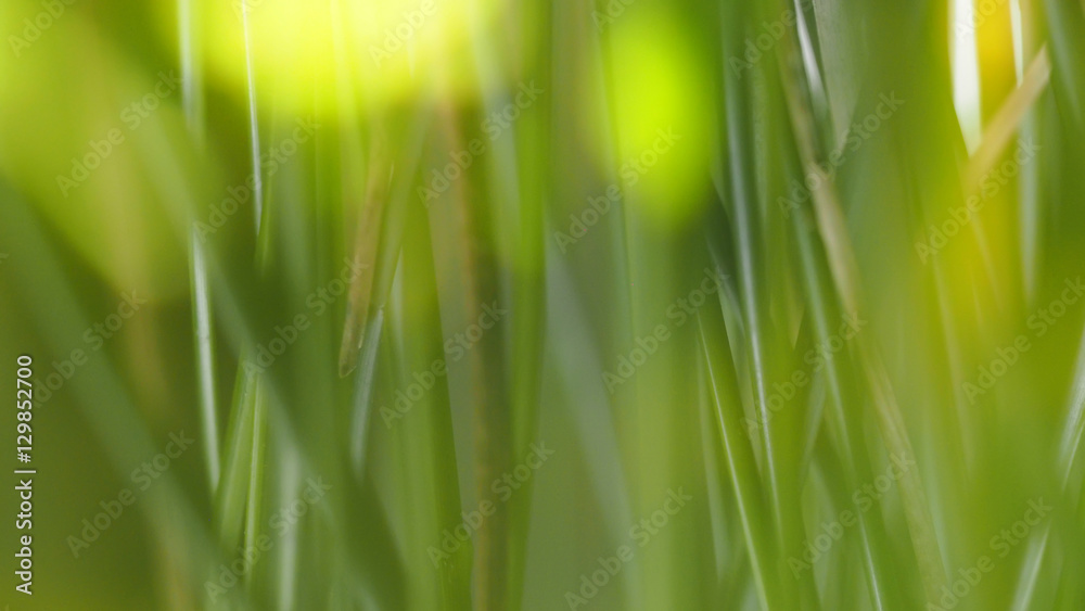 Abstract of nature green grass with blurred focus for background
