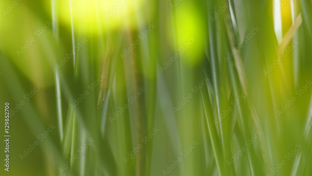 Abstract of nature green grass with blurred focus for background Abstract of nature green grass with blurred focus for background
