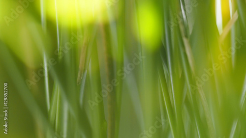 Abstract of nature green grass with blurred focus for background