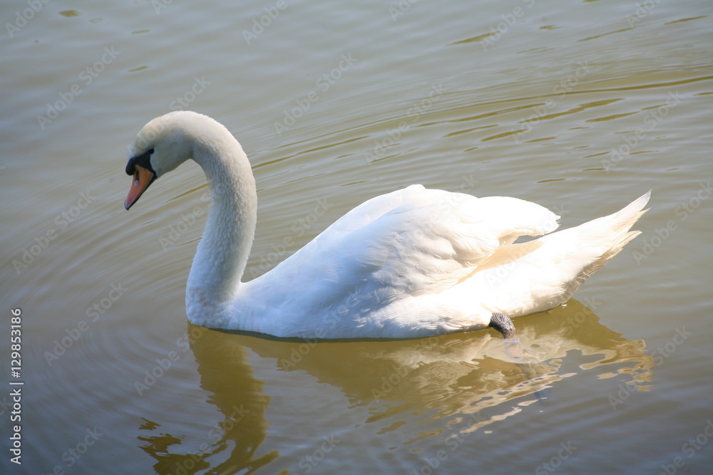 Naklejka premium White Swan