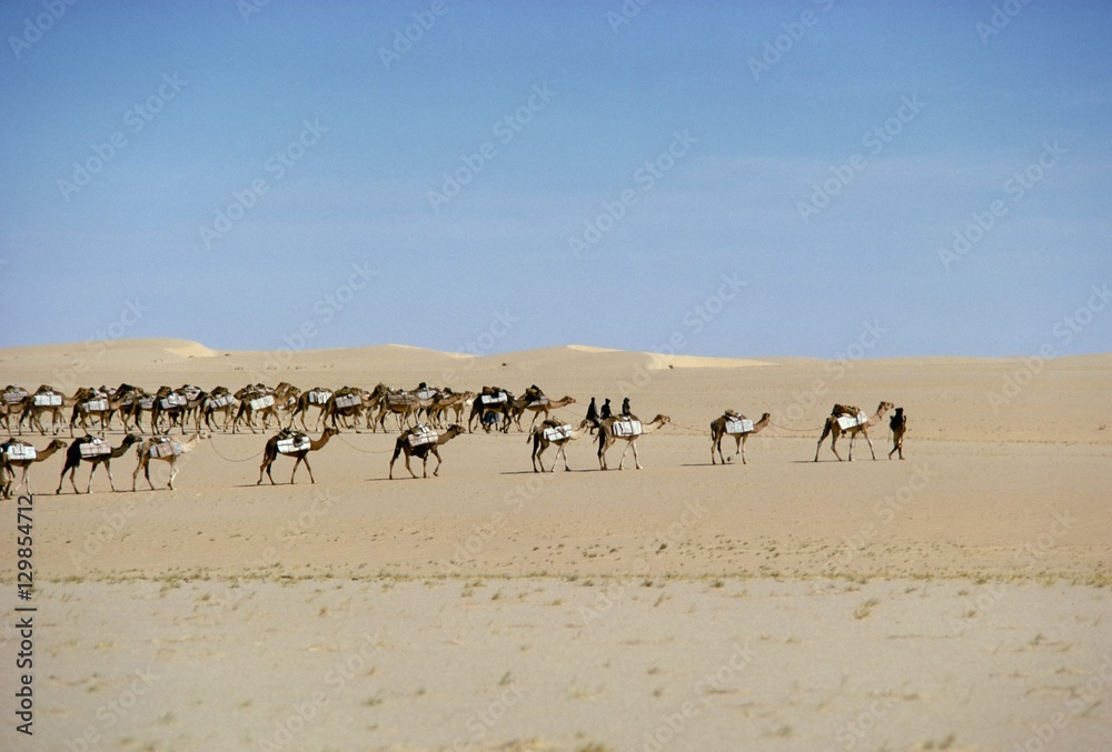 Camel train carrying salt, Taoudenni, Timbuktoo, Mali Camel train carrying salt, Taoudenni, Timbuktoo, Mali