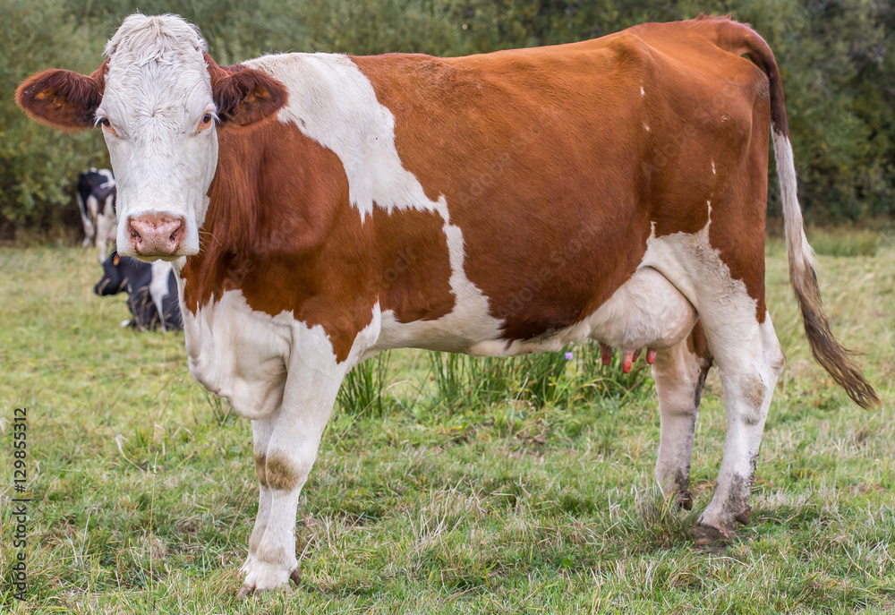 vache laitière au pâturage