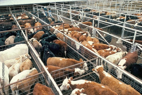Breeding grazing feed lot, final fattening, resold at each stage, cattle auction, Texas