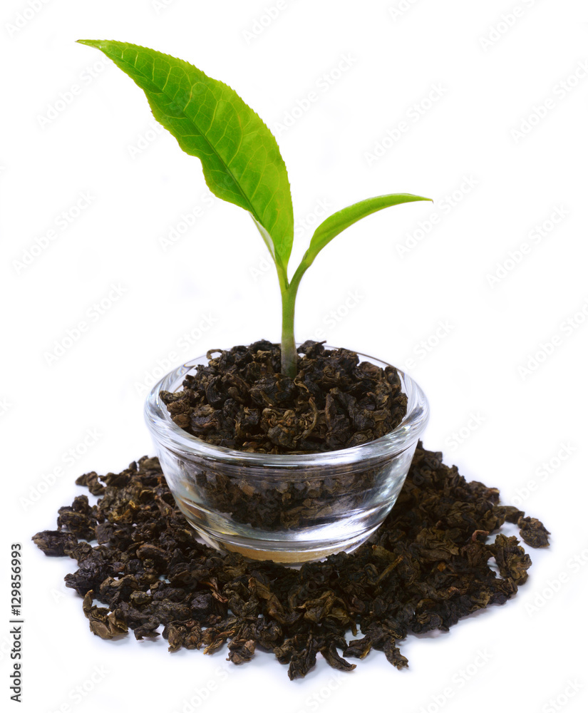 fresh green tea leaf growing on dried tea leaves with white background