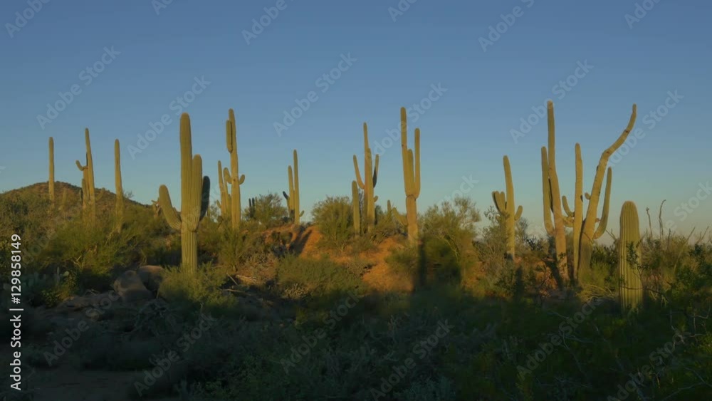 Amazing tall saguaro cactuses growing in amazing sunny Arizona desert Amazing tall saguaro cactuses growing in amazing sunny Arizona desert