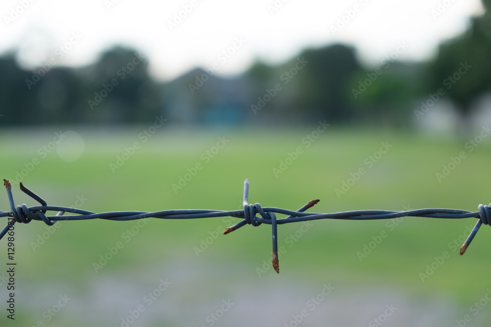 A barbed wire on natural background. A barbed wire on natural background.