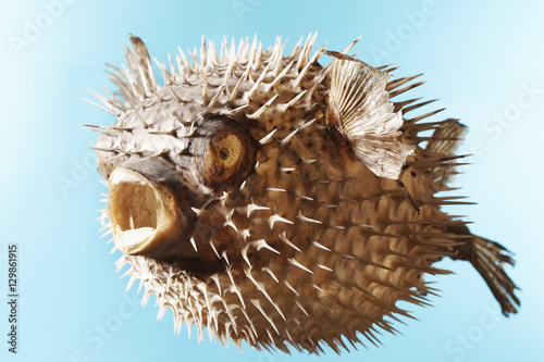 Taxidermal inflated puffer fish over blue background photo