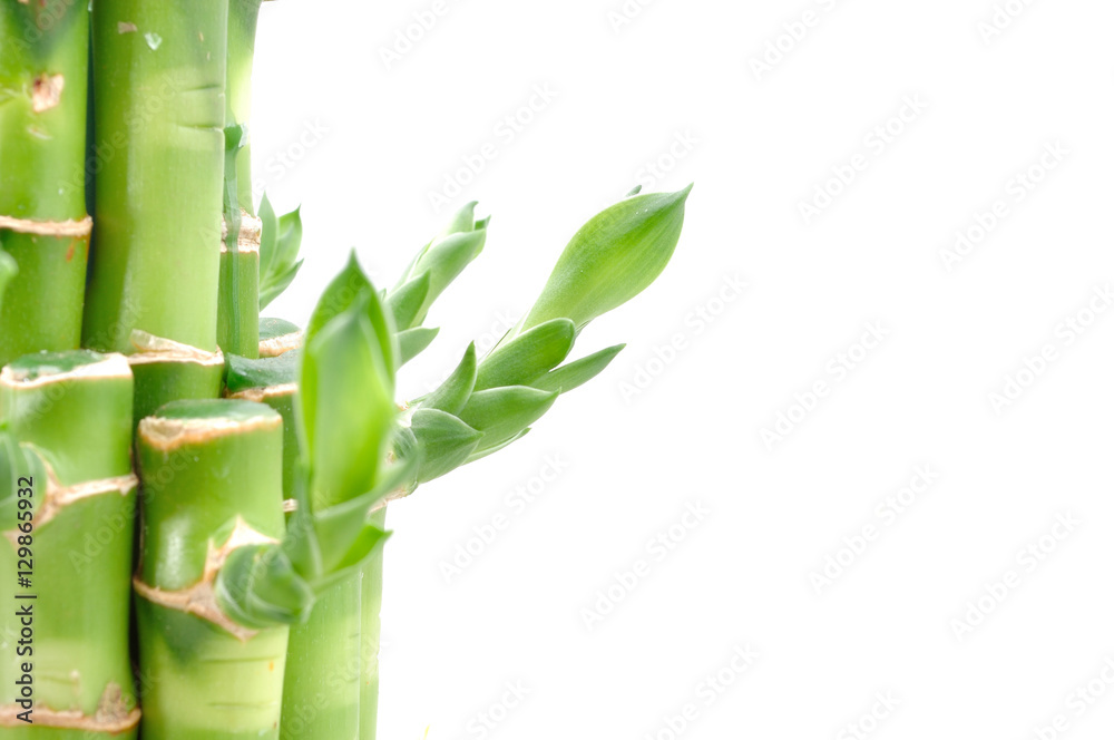 Obraz premium A lucky bamboo plant on a white background
