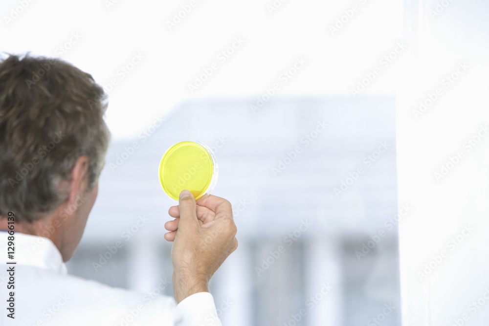 Closeup of middle aged scientist examining yellow petri dish Closeup of middle aged scientist examining yellow petri dish