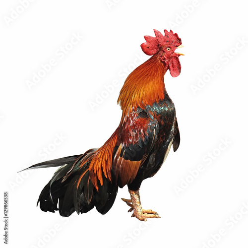 Fotografija rooster crowing isolated on white background