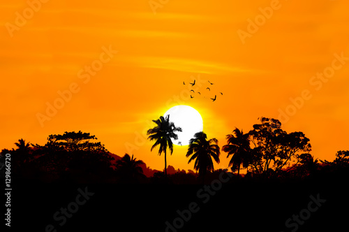 Sunset scenery with silhouette of trees