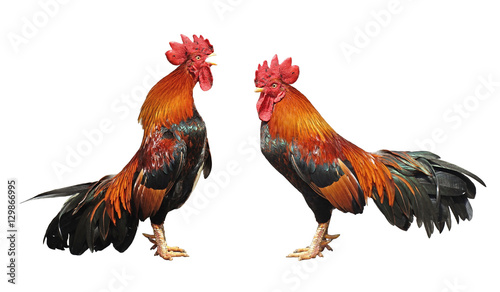 Fotografija rooster crowing isolated on white background