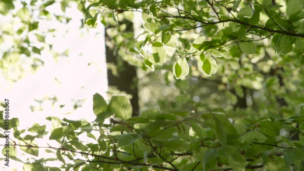 Slow motion close up green leaves on tree branches in forest swinging in breeze