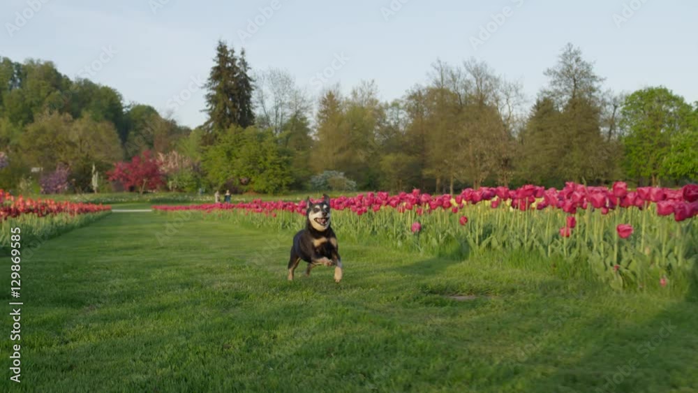 CLOSE UP: Excited senior dog running on grass near colorful tulip flowerbeds CLOSE UP: Excited senior dog running on grass near colorful tulip flowerbeds