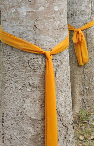 Trees that have been ordained as monks to protect them from being cut down, Ko Samui photo