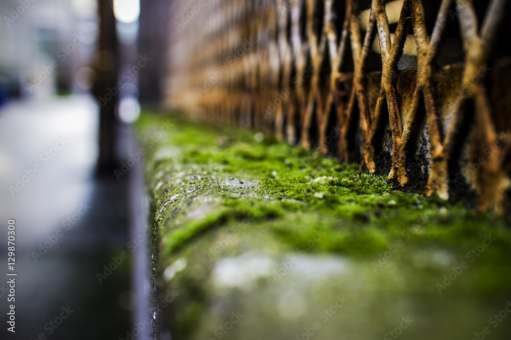 city lane way with rusty grill and moss on concrete ledge city lane way with rusty grill and moss on concrete ledge