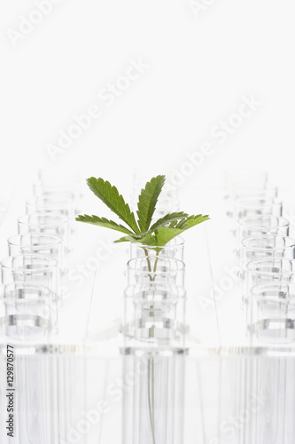 Plant in glass surrounded by empty glasses