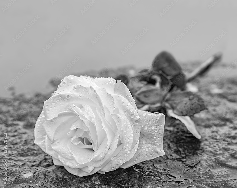 Zdjęcie Stock: eine auf gefrorenem Untergrund auf einem Stein abgelegte Rose  zum Ausdruck der Trauer und des Gedenkens mit genügend Textfreiraum in  schwarz -weiß | Adobe Stock