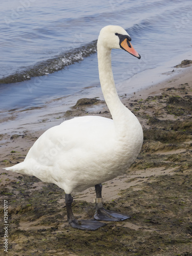Mute swan, Cygnus olor, walking on sand beach at sea shoreline, close-up portrait, selective focus, shallow DOF