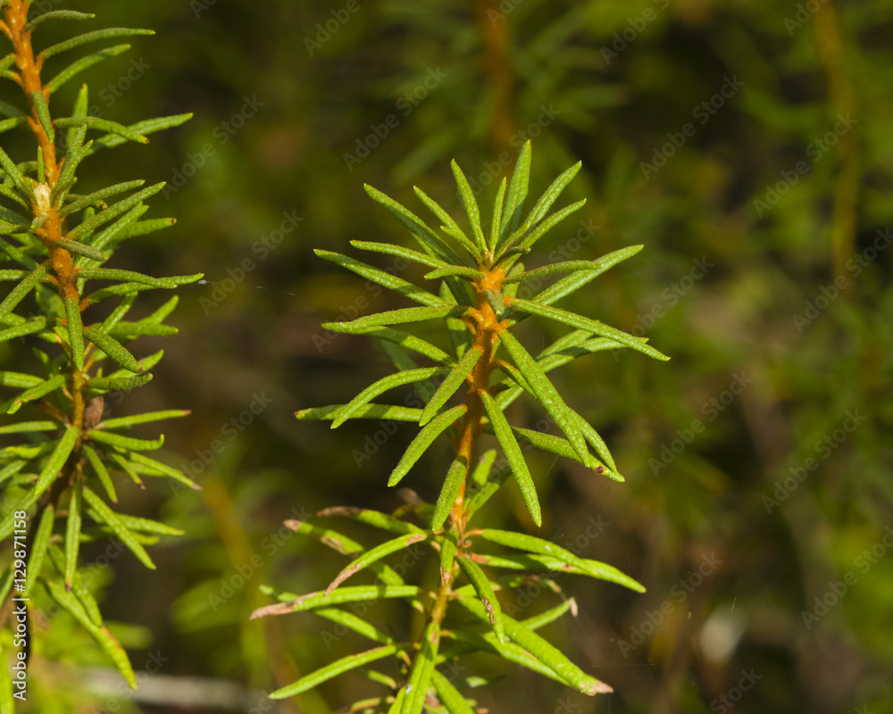 Marsh Labrador tea, Rhododendron tomentosum, Ledum palustre, leaves on stem, close-up, selective focus, shallow DOF Marsh Labrador tea, Rhododendron tomentosum, Ledum palustre, leaves on stem, close-up, selective focus, shallow DOF