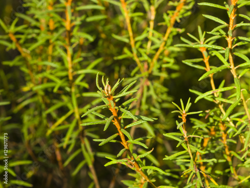 Marsh Labrador tea, Rhododendron tomentosum, Ledum palustre, leaves on stem, close-up, selective focus, shallow DOF