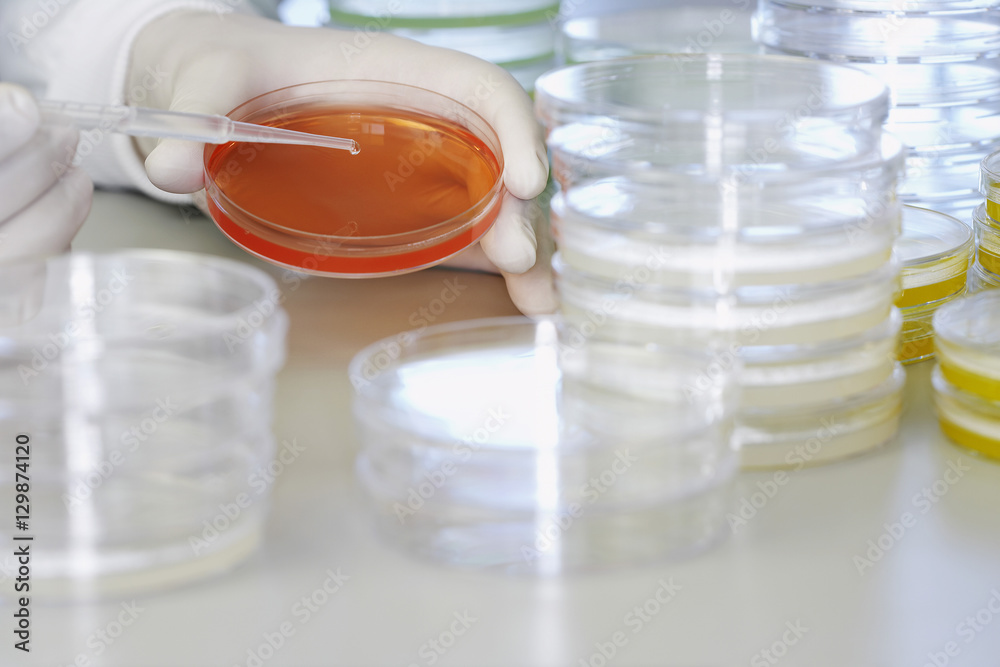Closeup of scientist adding drops to petri dish in laboratory Closeup of scientist adding drops to petri dish in laboratory