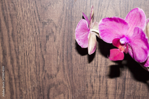 Орхидея, цветущая в комнате