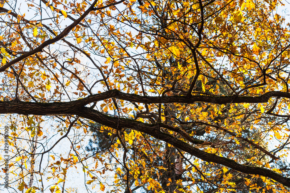 Fototapeta premium oak branch with yellow leaves in urban park