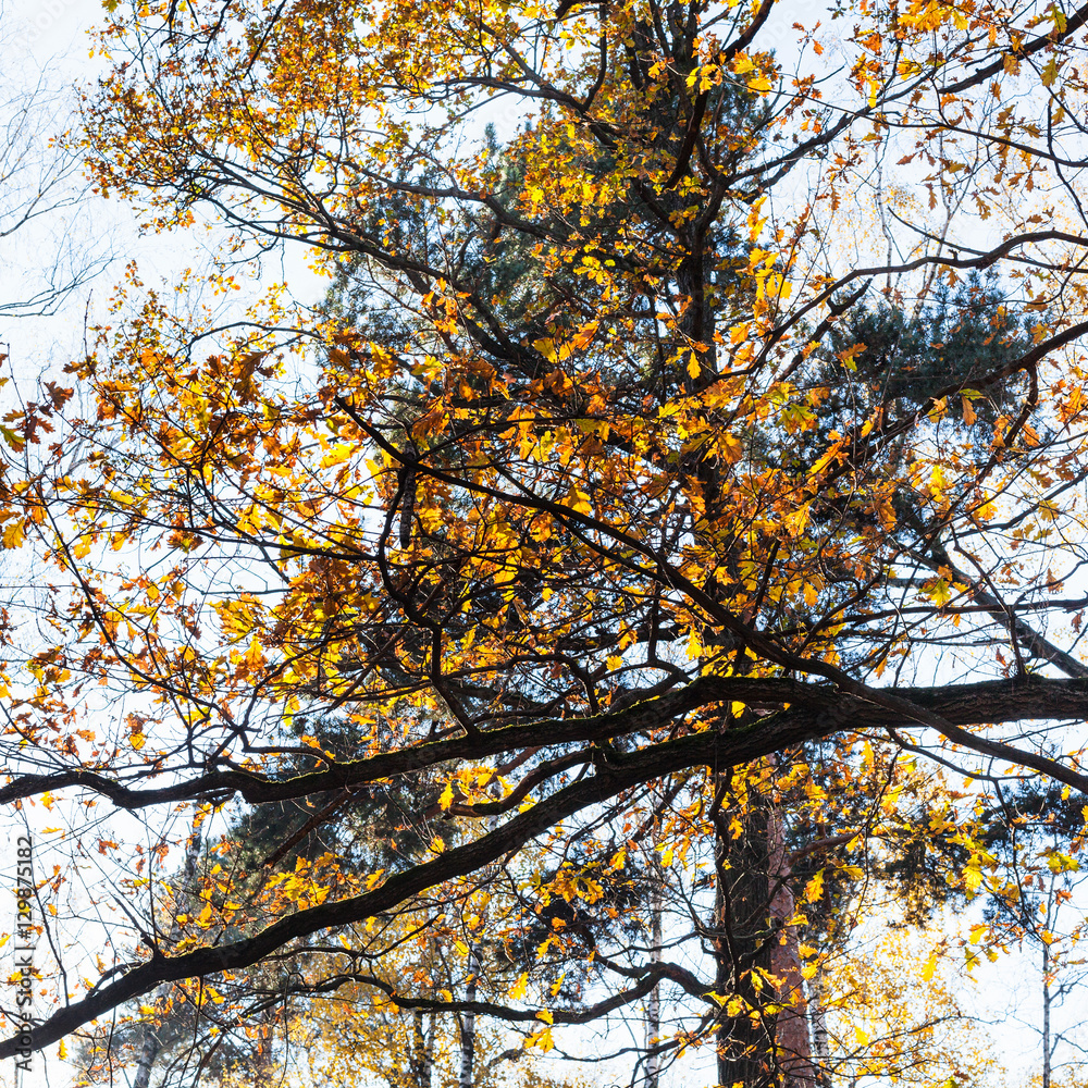 oak branch and pine tree in urban park in autumn