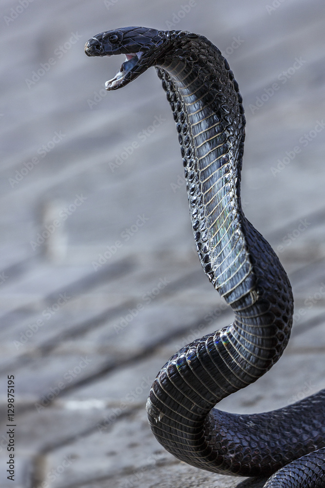 Fototapeta premium Kobra, Giftschlange, Marokko, Marrakesch, Djemaa el Fna