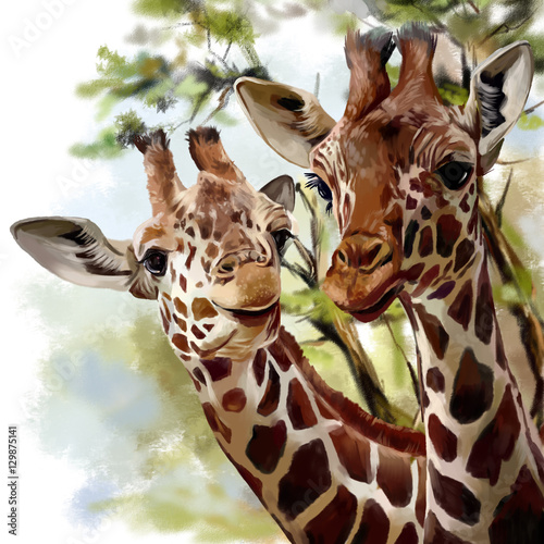 Giraffes watercolor painting photo