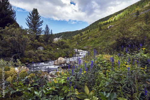 Journey on foot through the mountain valleys. The beauty of wildlife. Altai, the road to Shavlinsky lakes. Hike photo