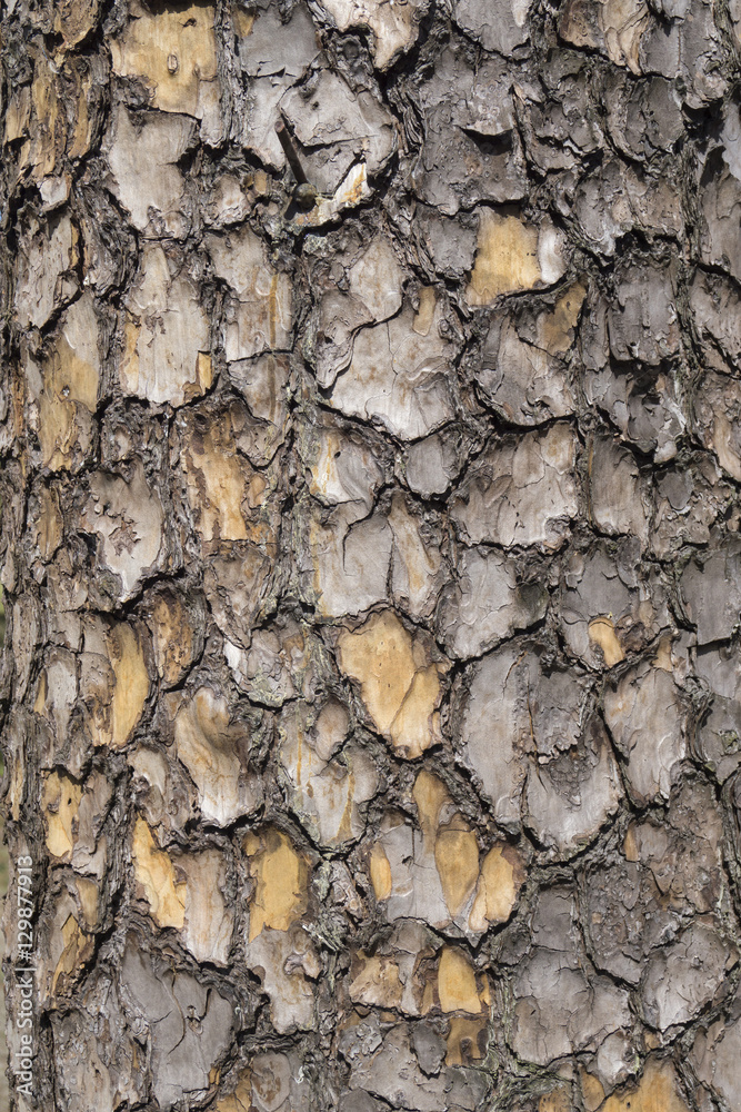 texture of bark wood, pine tree, background texture of bark wood, pine tree, background