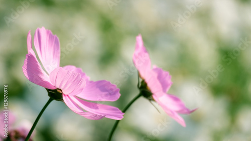 cosmos flower