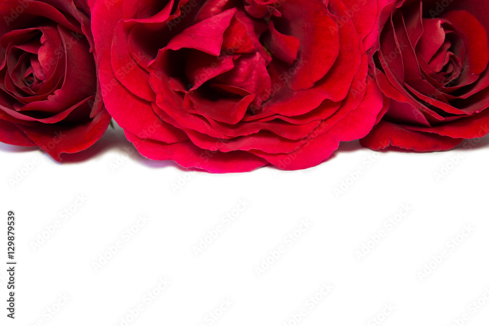Naklejka premium red roses isolated on white