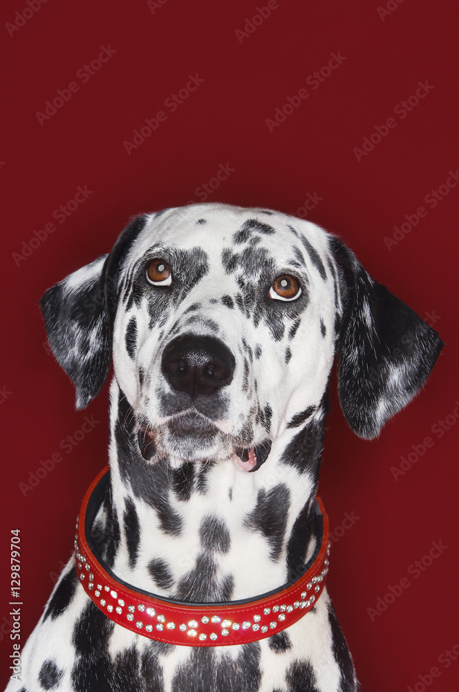 Closeup of a Dalmatian looking up against red background