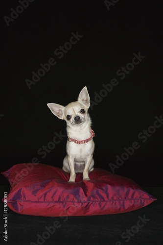 Portrait of a Chihuahua sitting on red pillow against black background