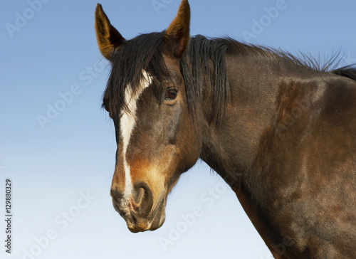 Closeup portrait of a brown horse against the blue sky