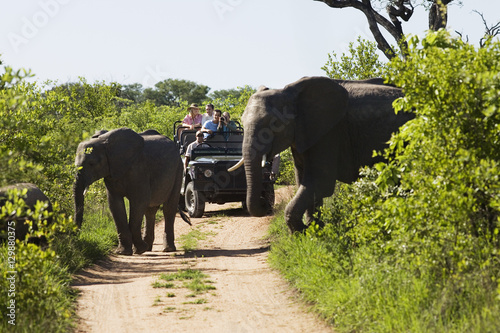 Two elephants crossing dirt road with tourists in jeep in background