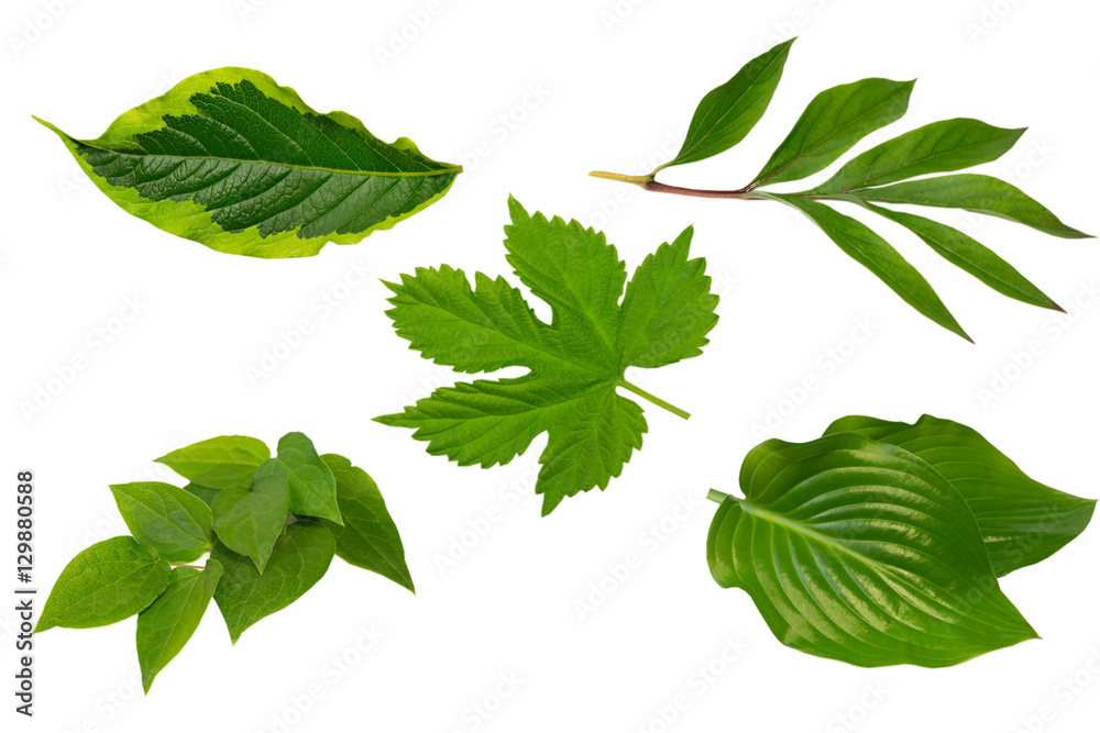 green leaves isolated green leaves isolated