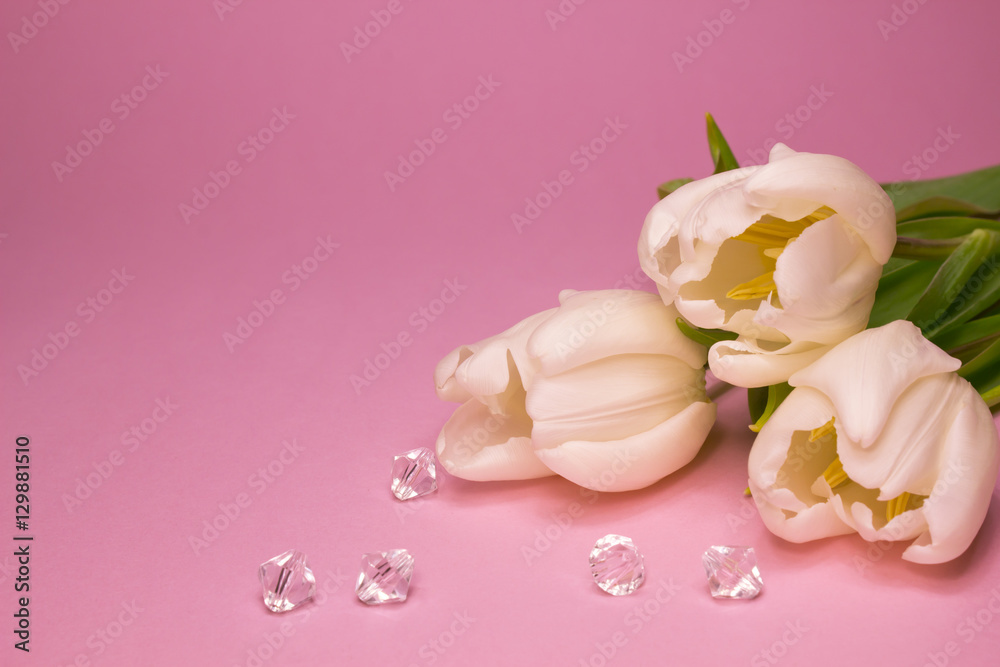 white tulips white tulips