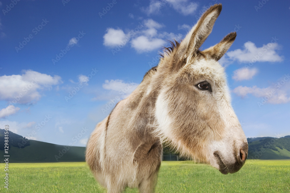 Closeup of a donkey standing in field against blue sky Closeup of a donkey standing in field against blue sky