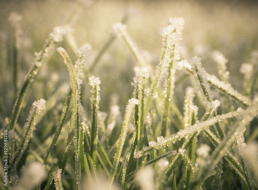 frost on lawn frost on lawn