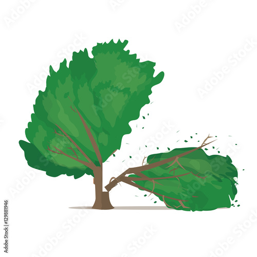 A vector illustration of a large tree. Tree Icon Illustration. Old tree covered with leaves.